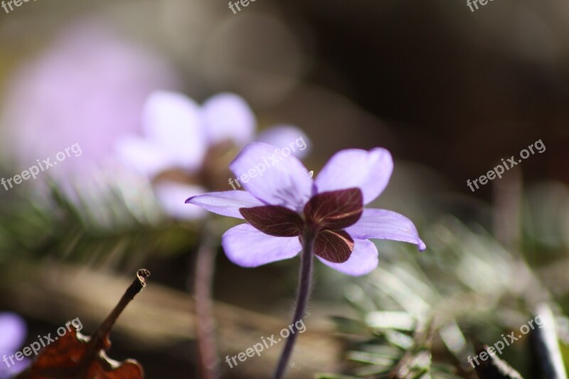 Hepatica Plant Flower Spring Spring Plant