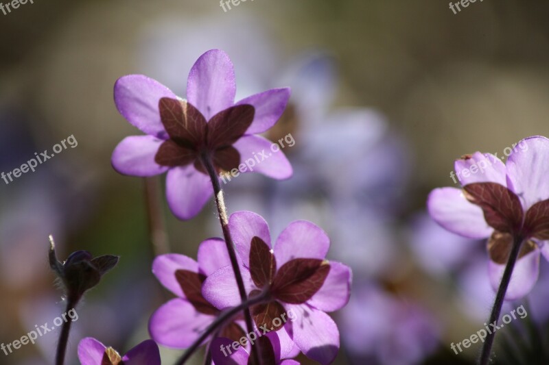 Hepatica Plant Flower Spring Spring Plant