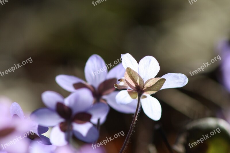 Hepatica Plant Flower Spring Spring Plant