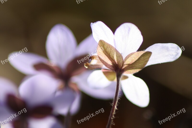 Hepatica Plant Flower Spring Spring Plant