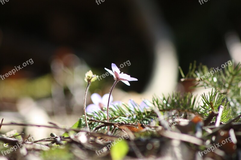 Hepatica Plant Flower Spring Spring Plant