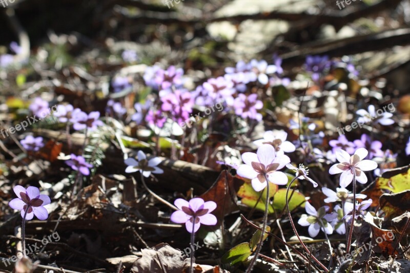 Hepatica Plant Flower Spring Spring Plant