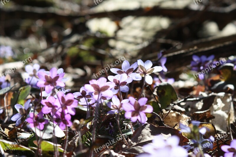 Hepatica Plant Flower Spring Spring Plant