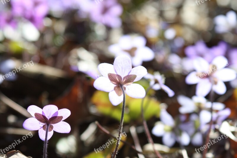 Hepatica Plant Flower Spring Spring Plant