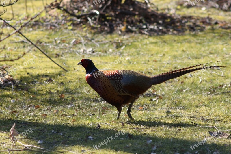 Pheasant Bird Game Free Photos