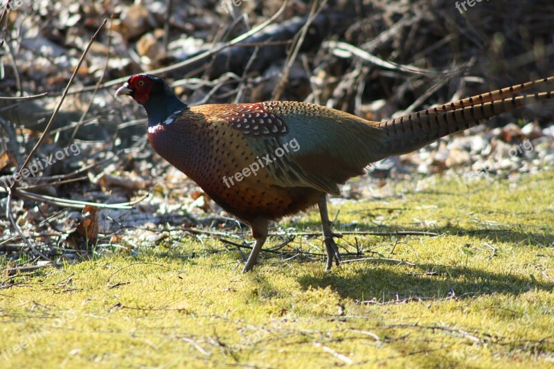 Pheasant Bird Game Free Photos