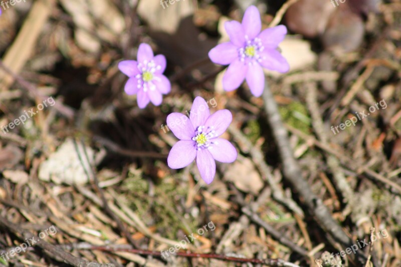 Hepatica Flower Spring Free Photos