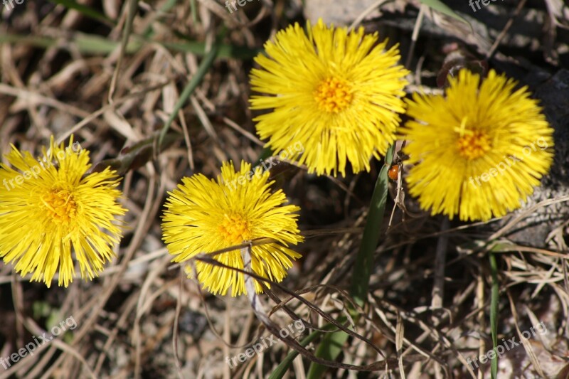 Coltsfoot Flower Spring Spring Plant Free Photos