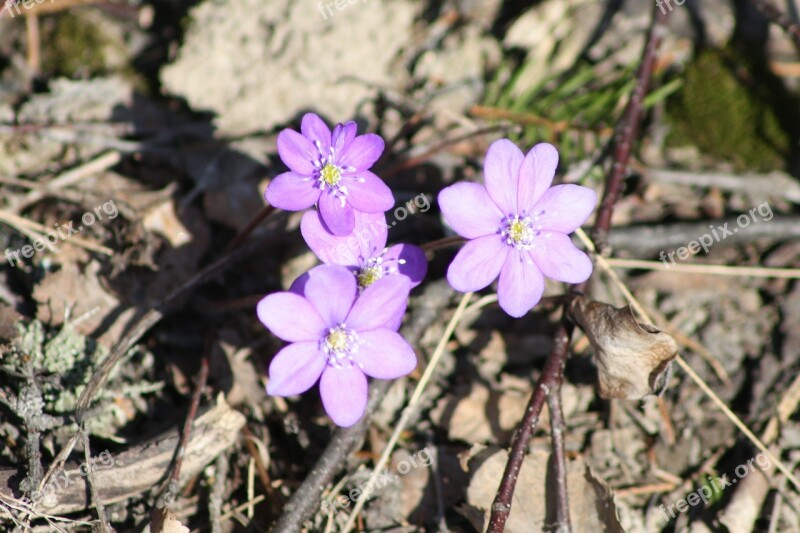 Hepatica Plant Flower Spring Spring Plant