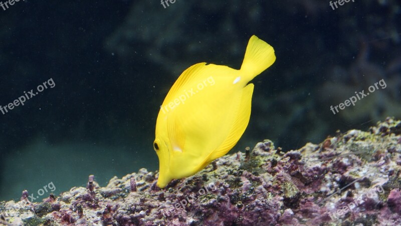 Surgeonfish Fish Yellow Tang Zebrasoma Flavescens Yellow