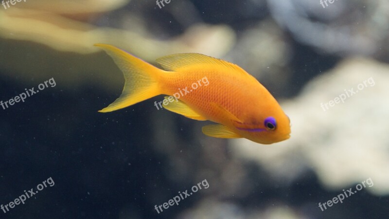 Fish Orange Purple Aquarium Small