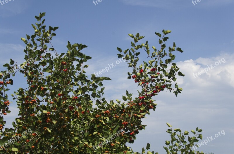 Hawthorn Fruit Tree Leaves Ripe