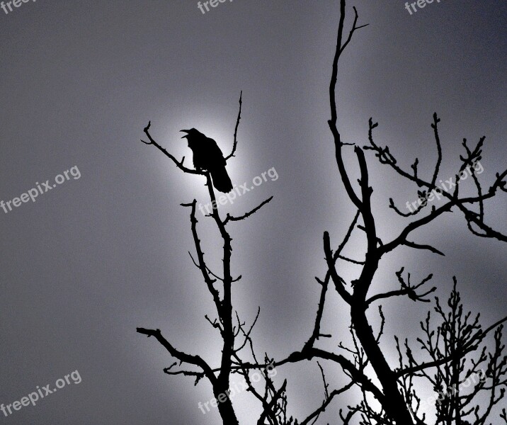 Raven Blackbird Bird Spooky Halloween