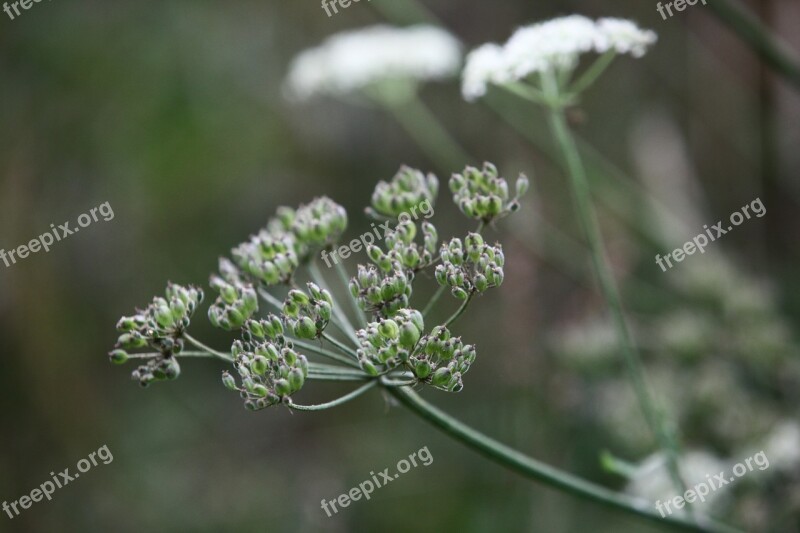 Keck Cow Parsley Wild Chervil Wild Beaked Parsley Queen Anne's Lace