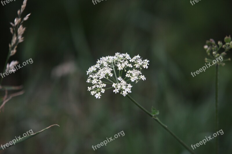 Cow Parsley Wild Chervil Wild Beaked Parsley Keck Queen Anne's Lace