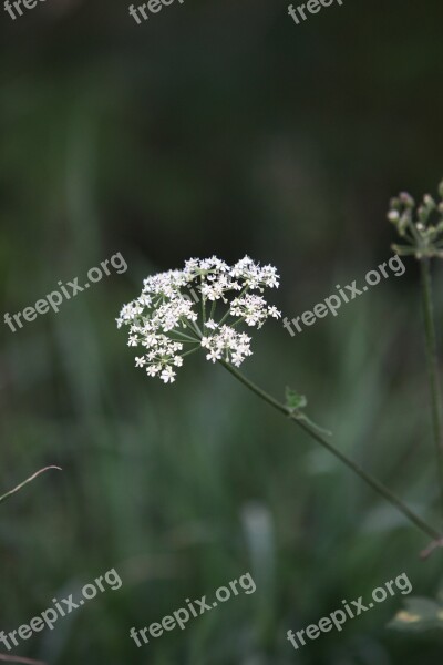 Cow Parsley Wild Chervil Wild Beaked Parsley Keck Queen Anne's Lace