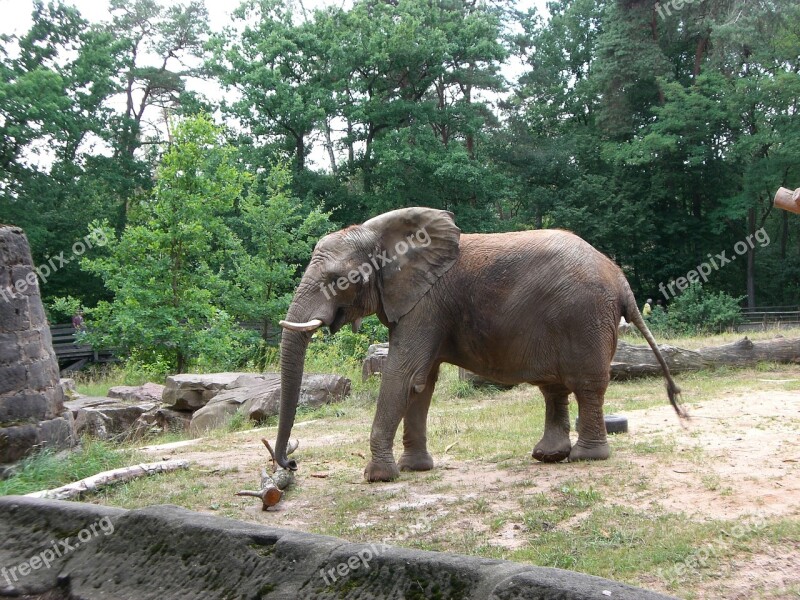 Elephant Animal Safari Nature Pachyderm