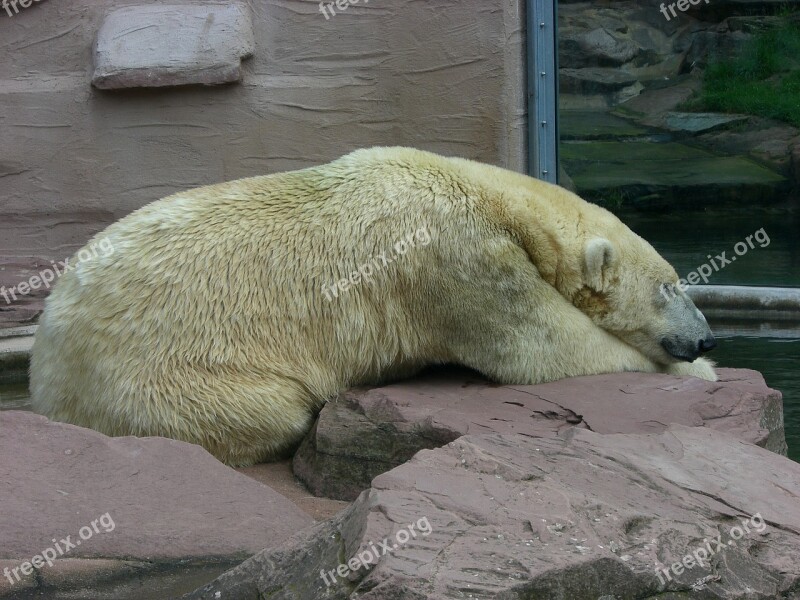 Polar Bear Bear Zoo Animal White