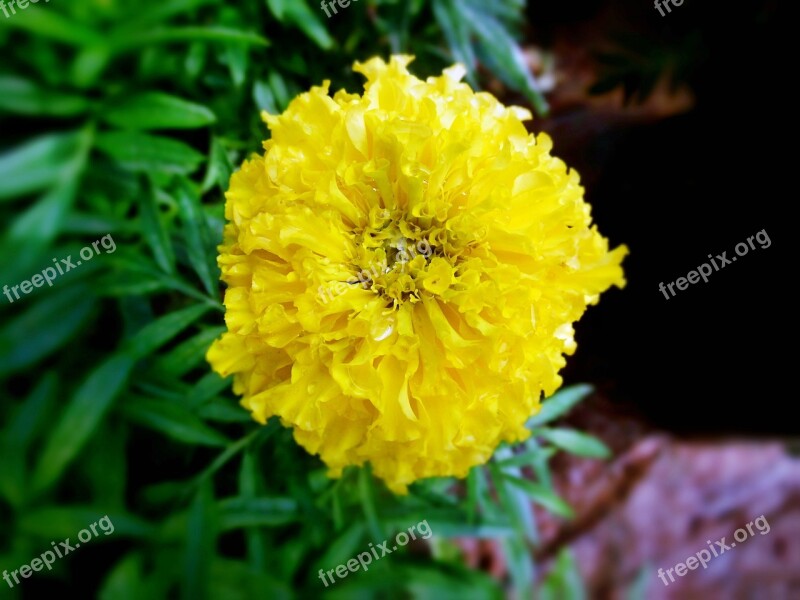 Yellow Marigold Flower Nature Beautiful