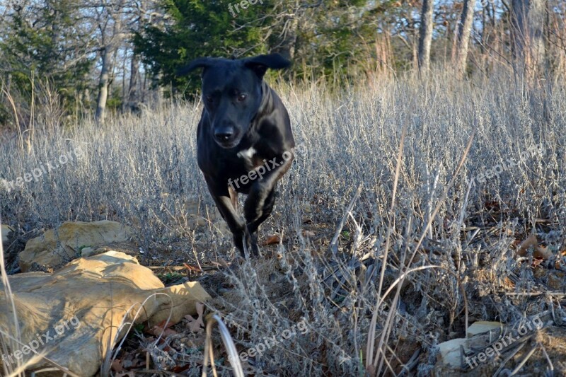 Running Labrador Happy Retriever Dog