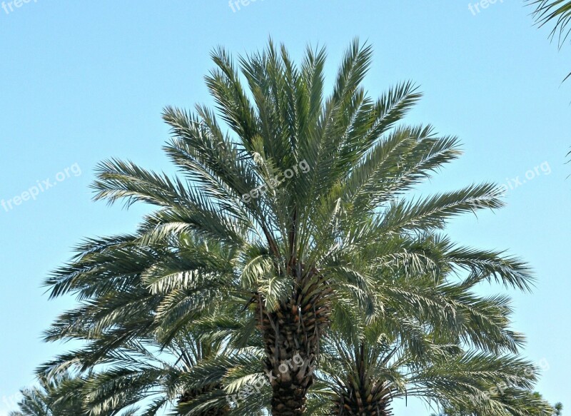 Palm Tree Palms Sky Tropical Blue