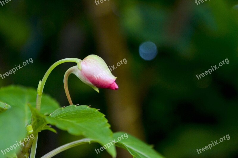 Flower Green Nature Plant Leaf