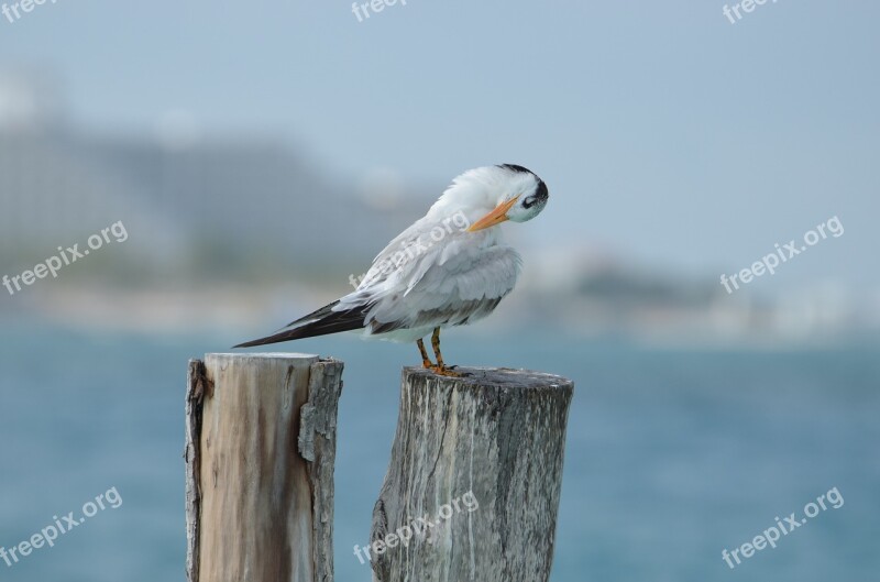 Bird Seagull Beach Sea Ocean