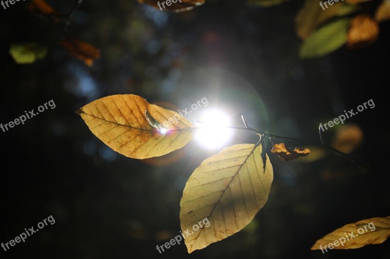 Leaves Autumn Sun Backlighting Nature