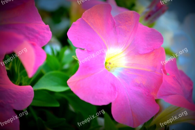 Petunia Floral Glow Garden Flower