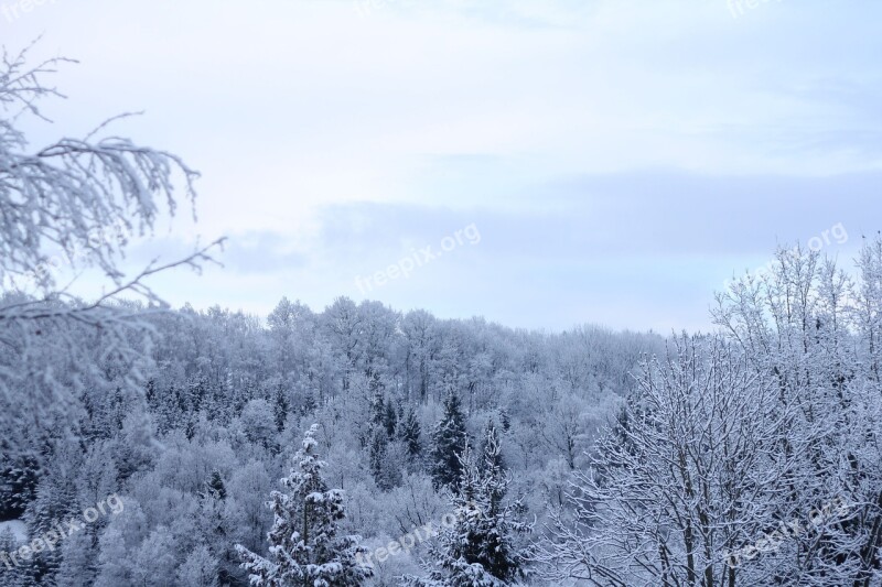 Wintry Winter Forest Sky Blue Winter