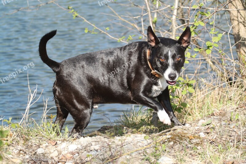 Dog Water Lake River Male