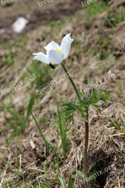 Almblume Alpine Flower Pasqueflower Pasque Flower Alpine Meadow