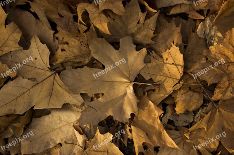 Leaf Autumn Yellow Season Color