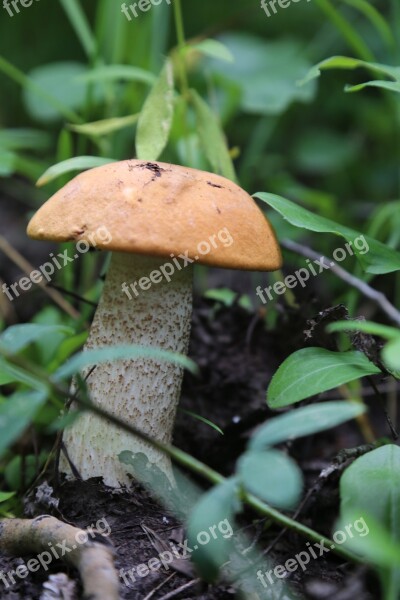 Mushroom Wild Natural Food Forest