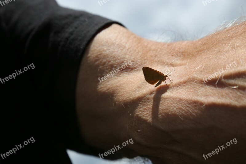 Moth Arm Bug Nature Insect