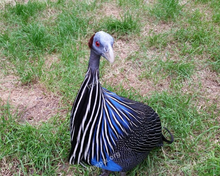 Guinea Fowl Geierperlhuhn Numididae Species Galliformes