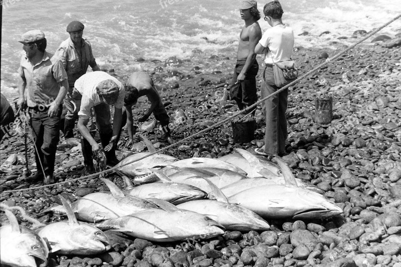 Tuna Fish Fishing Black And White Food