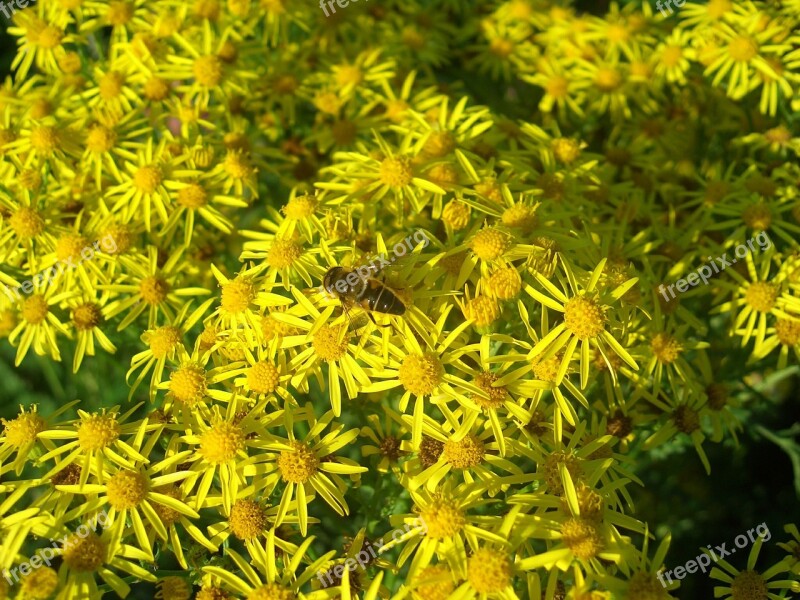 Hoverfly Flower Nature Insect Yellow