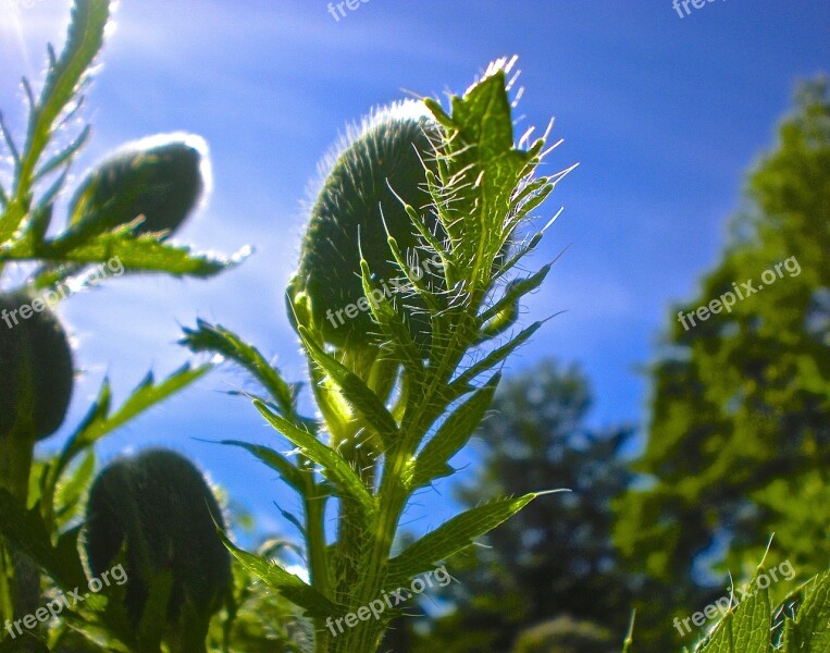 Flowers Buds Green Garden Opium