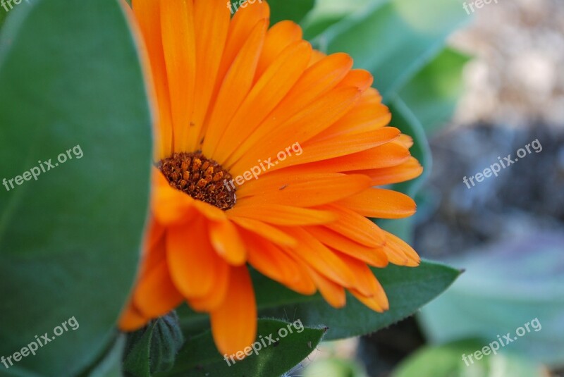 Daisy Flower Orange Nature Spring