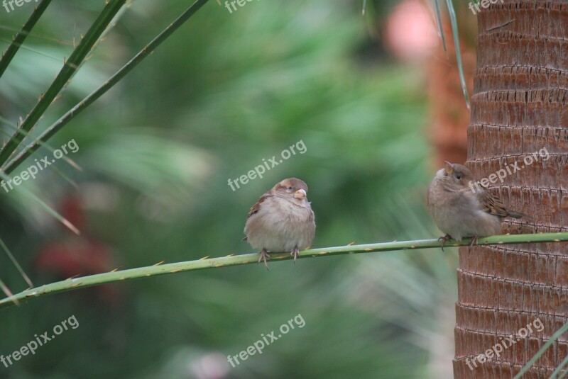 Finches Bird Wildlife Wild Nature