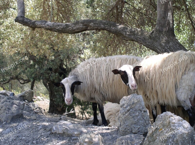 Sheep Animals Olive Trees Free Photos