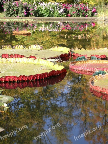 Water Lilies Pond Water Nature Lake Rose