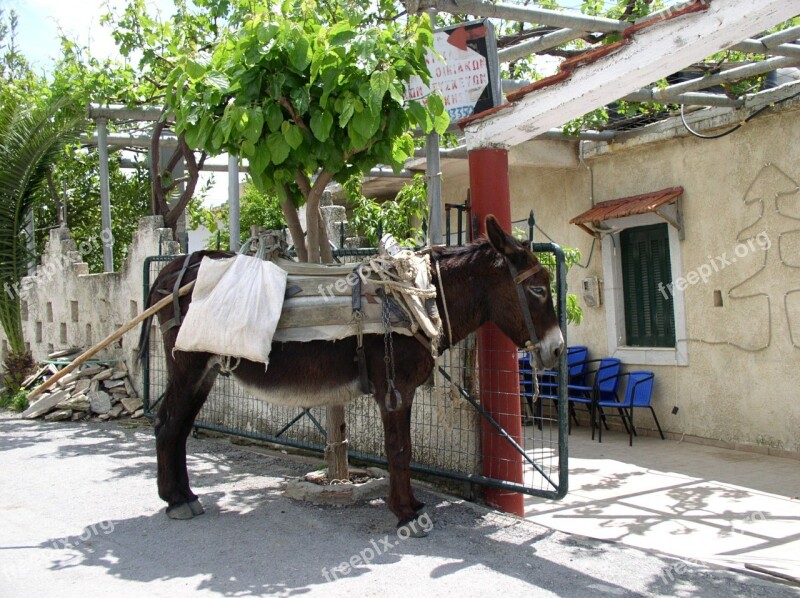 Donkey Last Animal Animal Greece Vacations