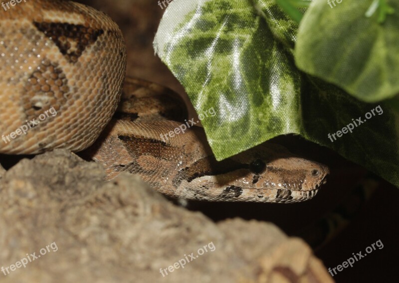 Boa Snake Boa Constrictor Imperator Emperor Snake Reptile