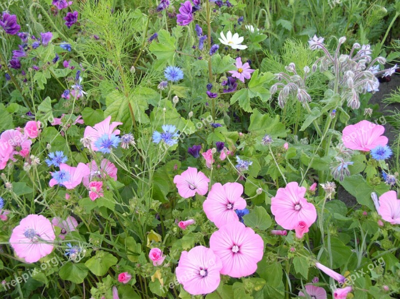 Flower Meadow Spring Nature Flowers Blossom