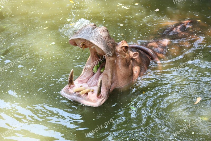 The Hippo Kita Sore Throat Delicacy Thailand