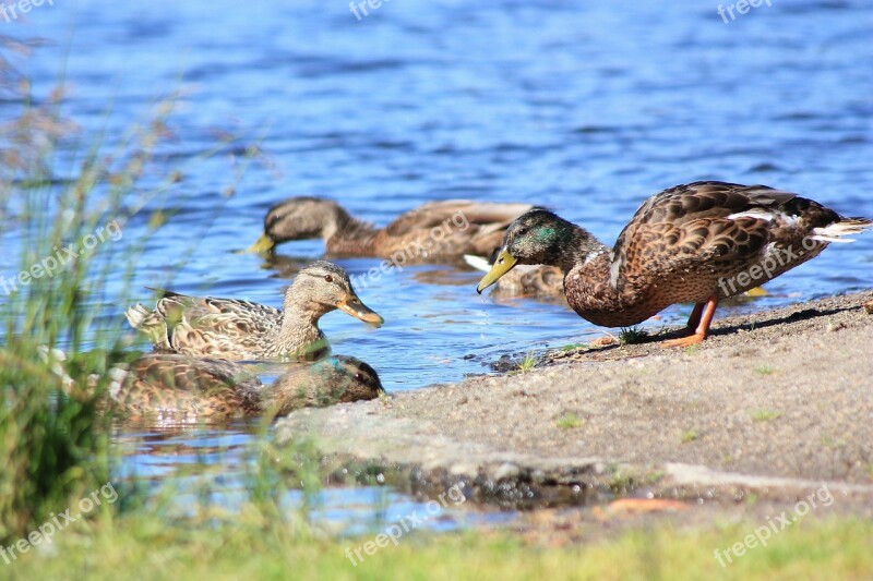 Duck Lake Water Summer Beach