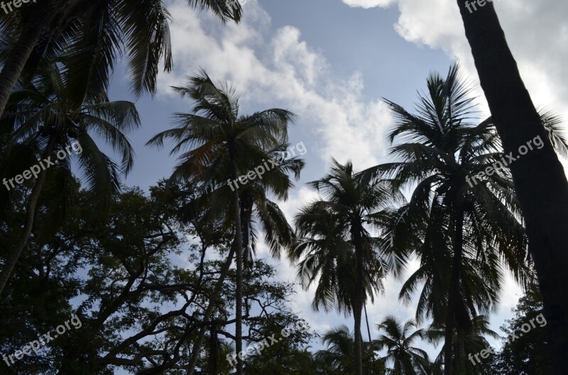 Palms Sky Exotic Landscape Nature