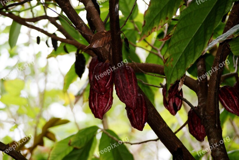 Cocoa Nature Leaf Branches Tree